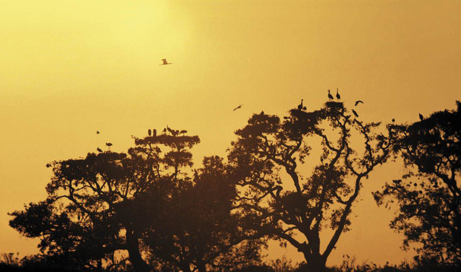 Aves en el Parque Nacional de Doñana.